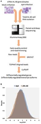 Alternative Splicing of Differentiated Myeloid Cell Transcripts after Infection by Anaplasma phagocytophilum Impacts a Selective Group of Cellular Programs